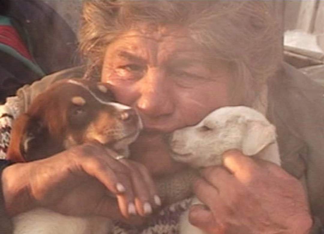 There Are Many Dogs in the City
