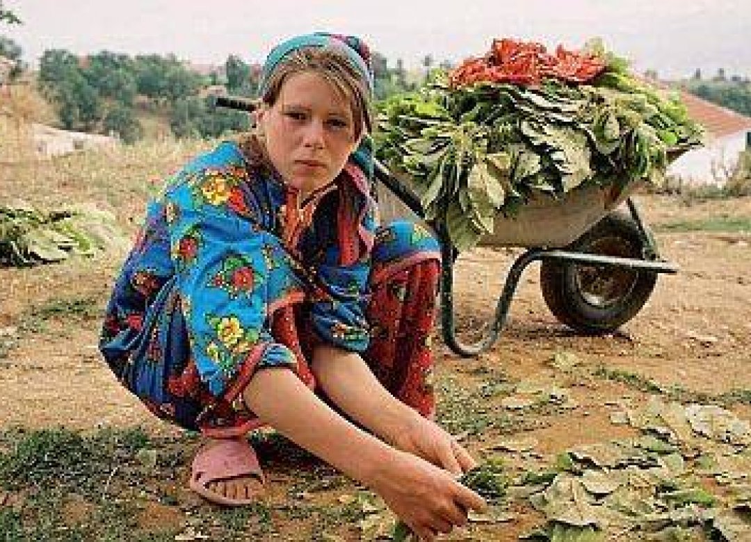 Tobacco Girl