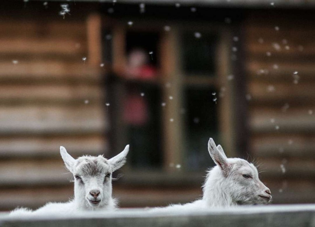 Gates of the Lamb