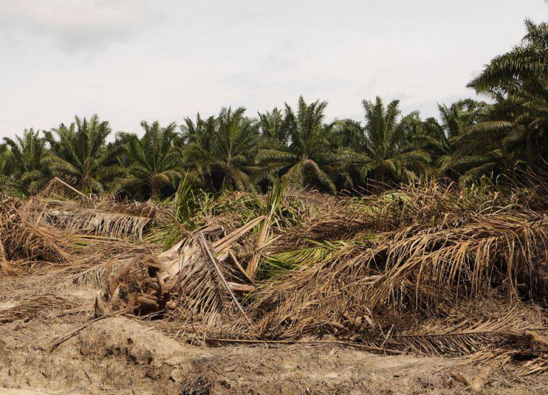 Land Grabbing