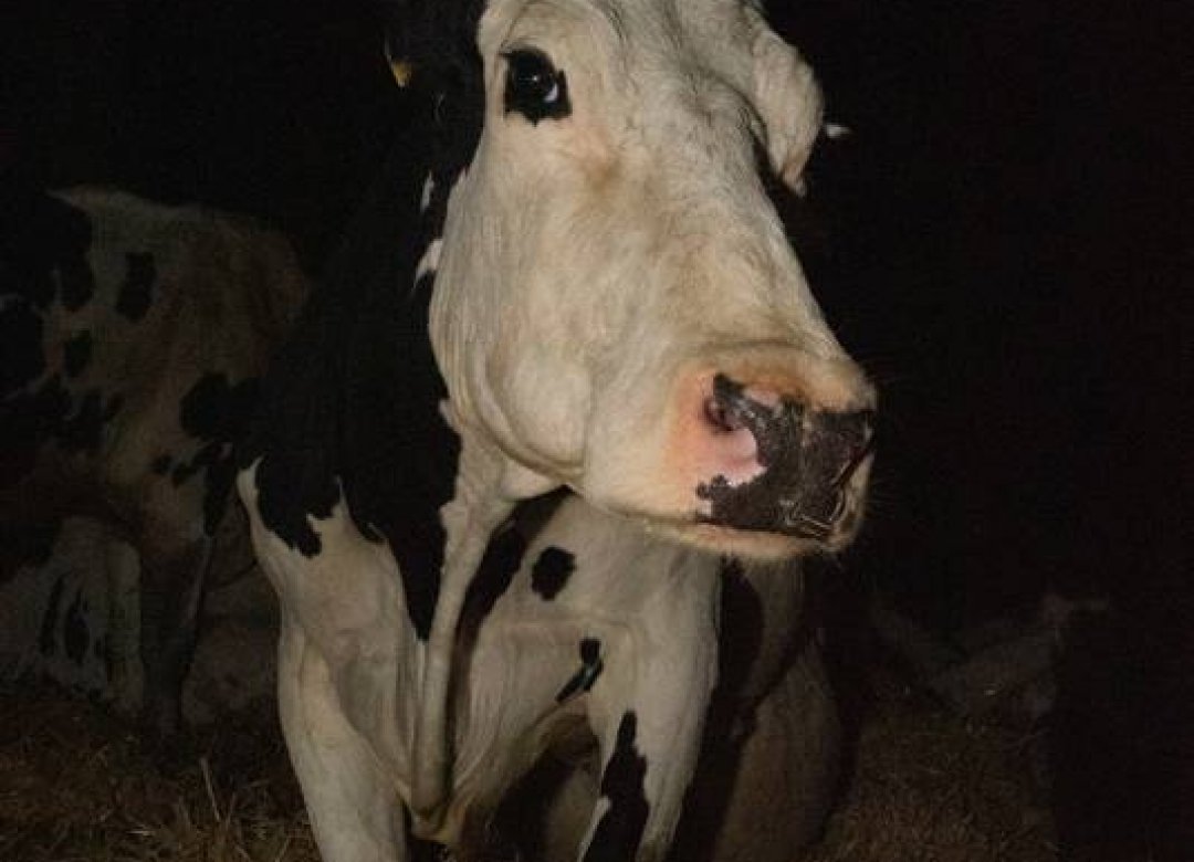 Cow