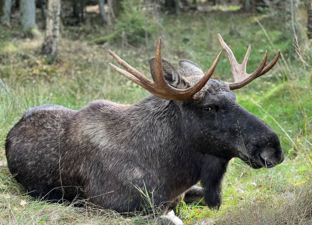Amoosed: moose odyssey