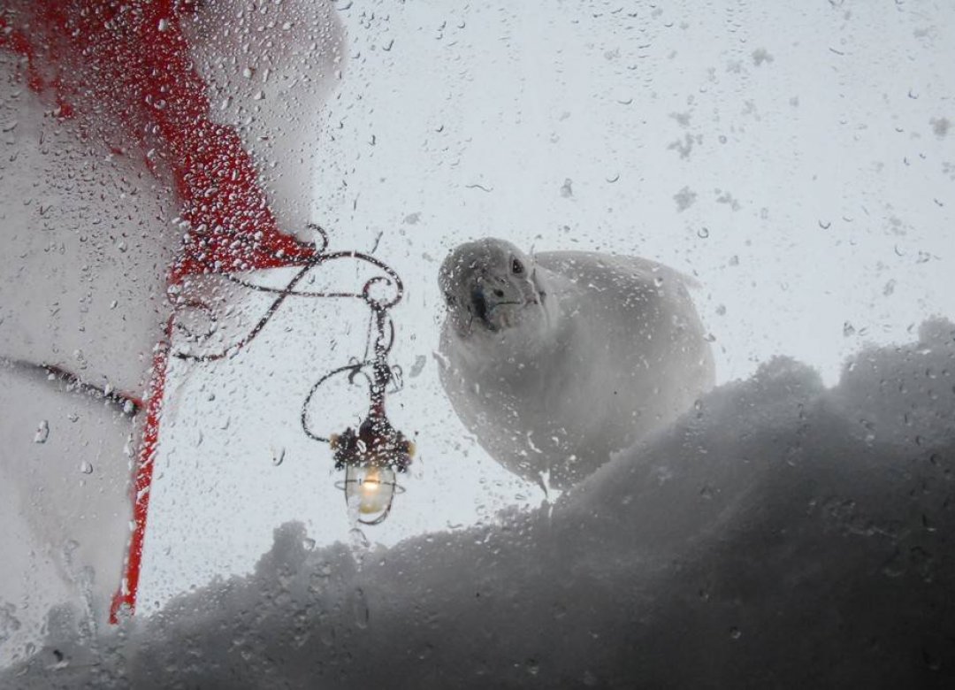 The Wintering