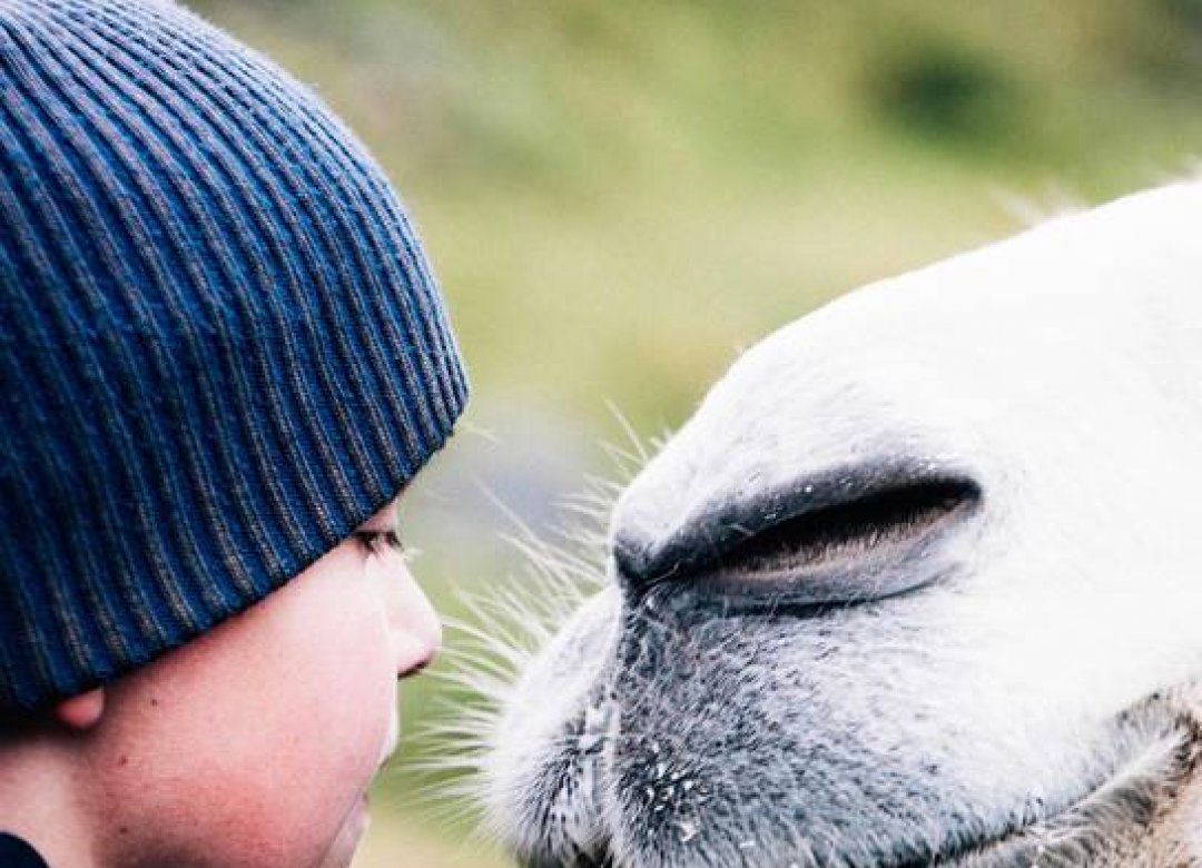 The Arctic Camels