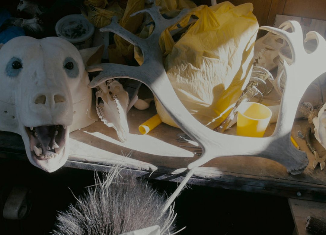 The Private Life of Animals