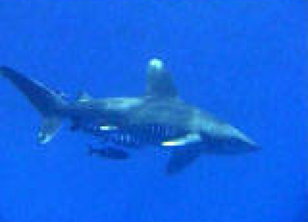 South Safari - Diving in the Red Sea