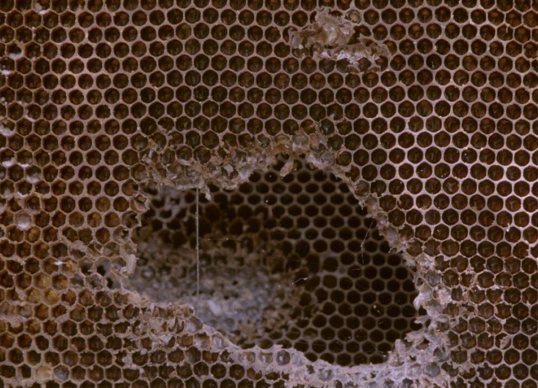 The Hive