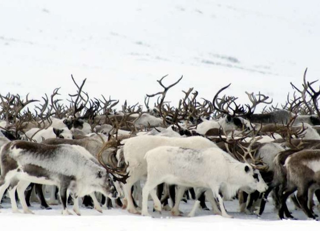 The Reindeer People