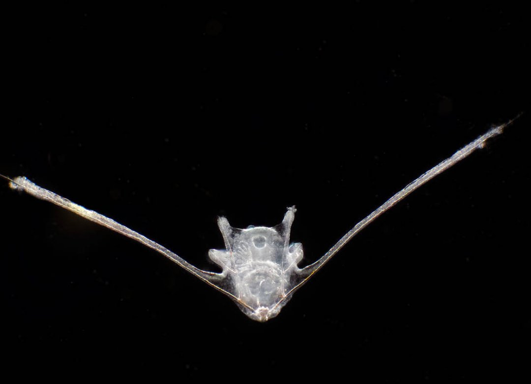 Planktonium