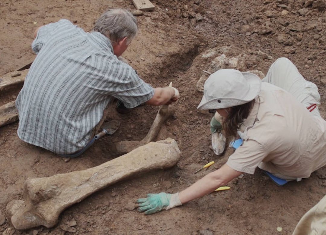 Perm Antiquities. The Elephant of Okhansk