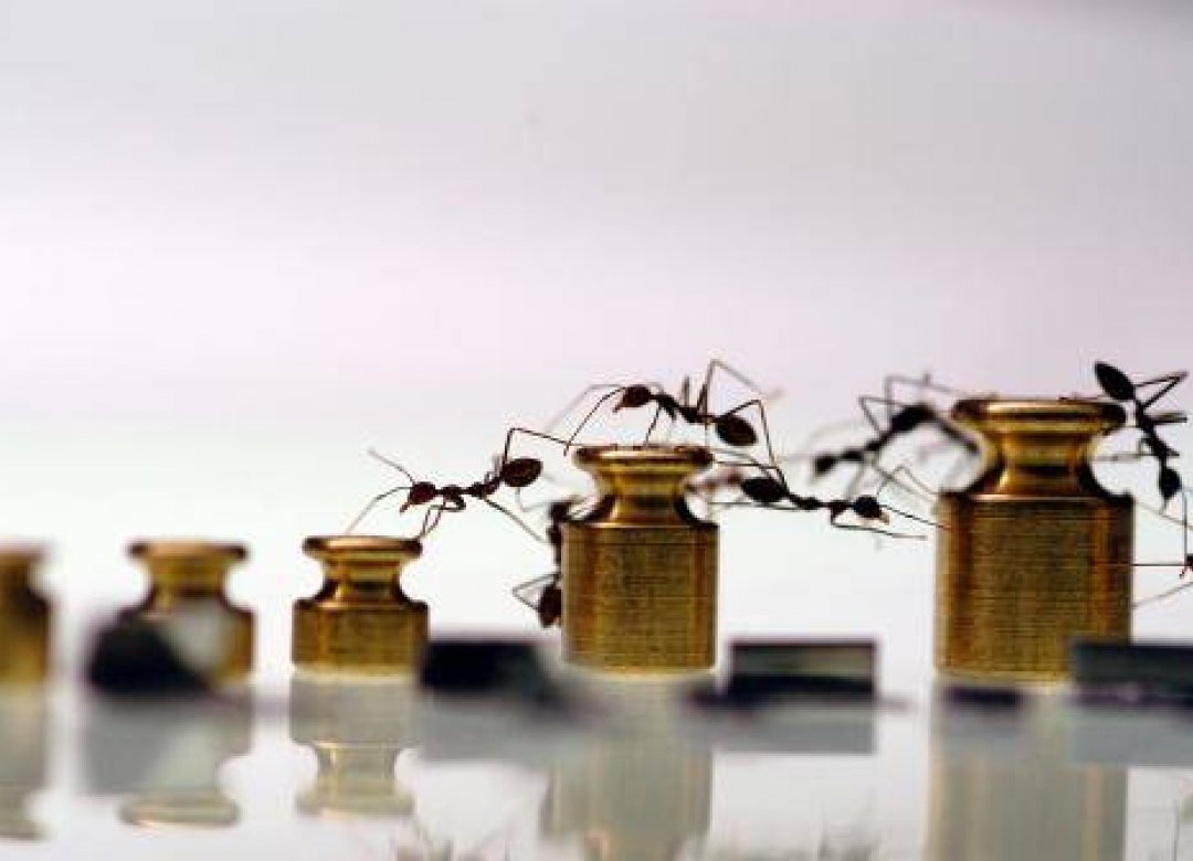 Ants - Nature's Secret Power