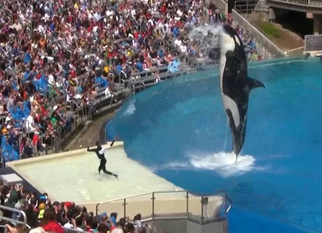 The Last Russian Orca