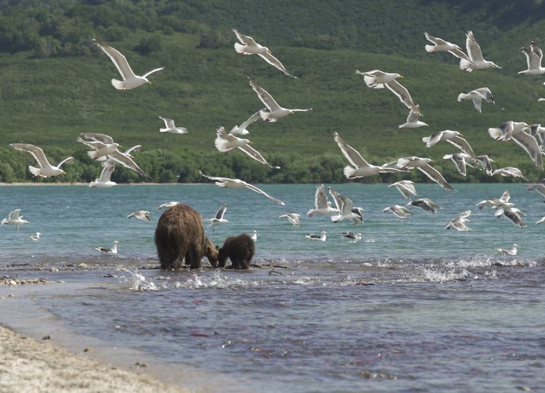 Kamchatka Bears. Life Begins