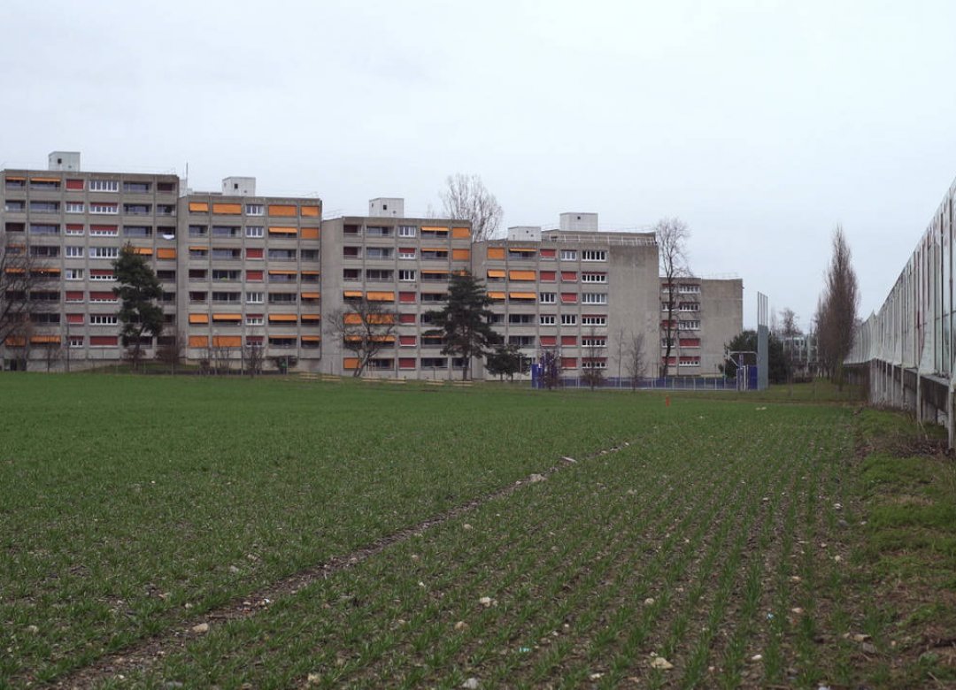 Zvicra