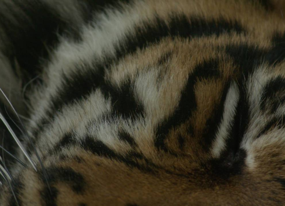 Amma, Do Giraffes Cry?