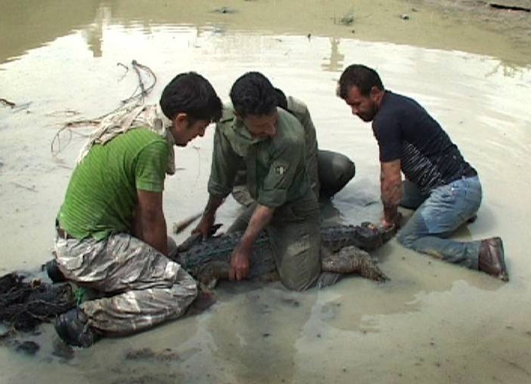 The Persian Crocodile