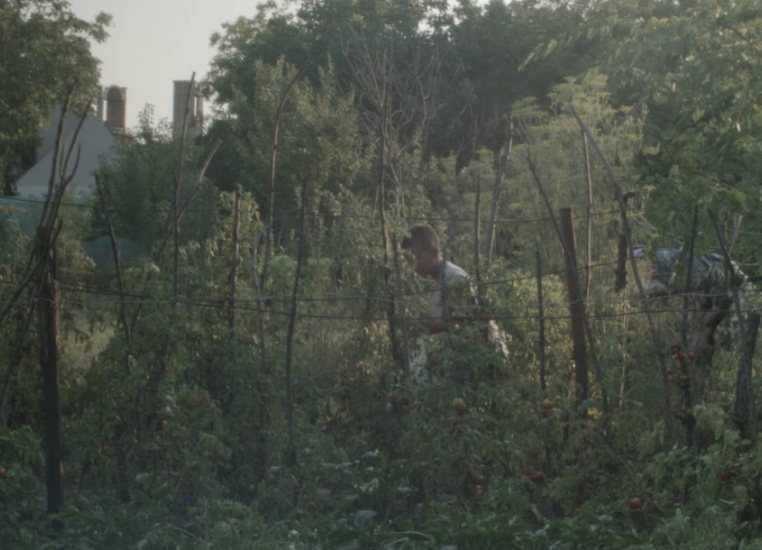 Grapevines