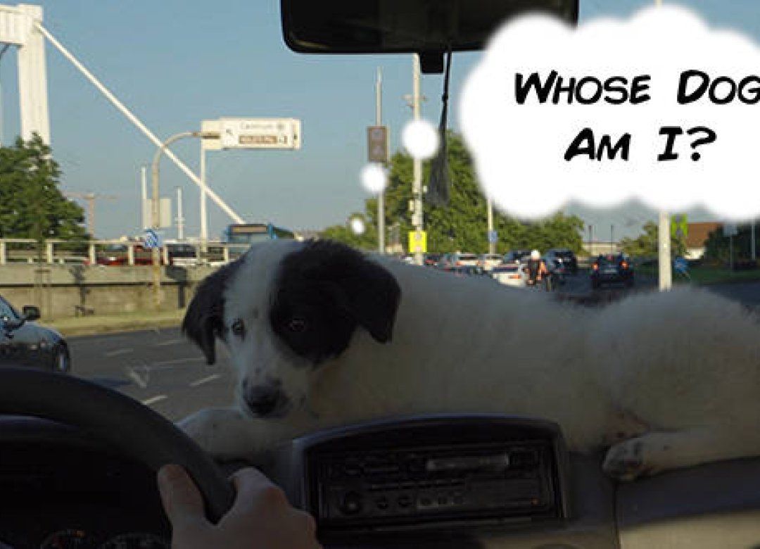 Whose Dog Am I?