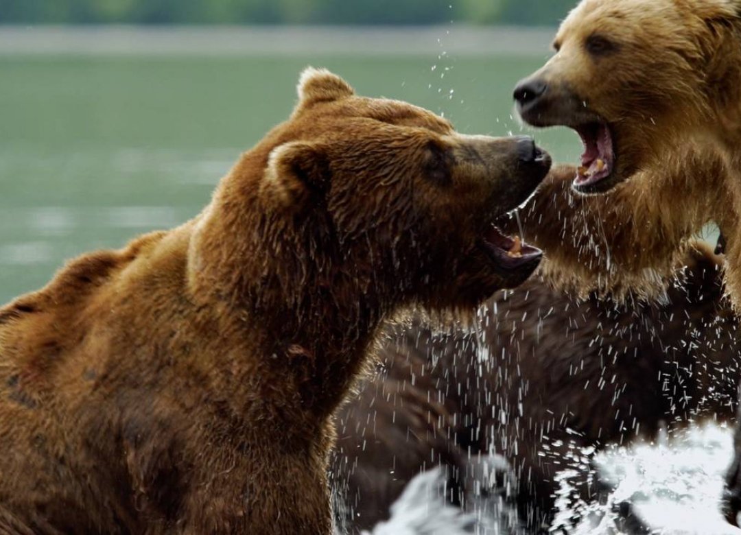 Kamchatka Bears. Life Begins