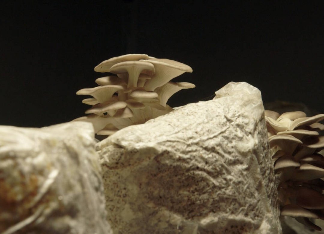 The Mushroom Speaks