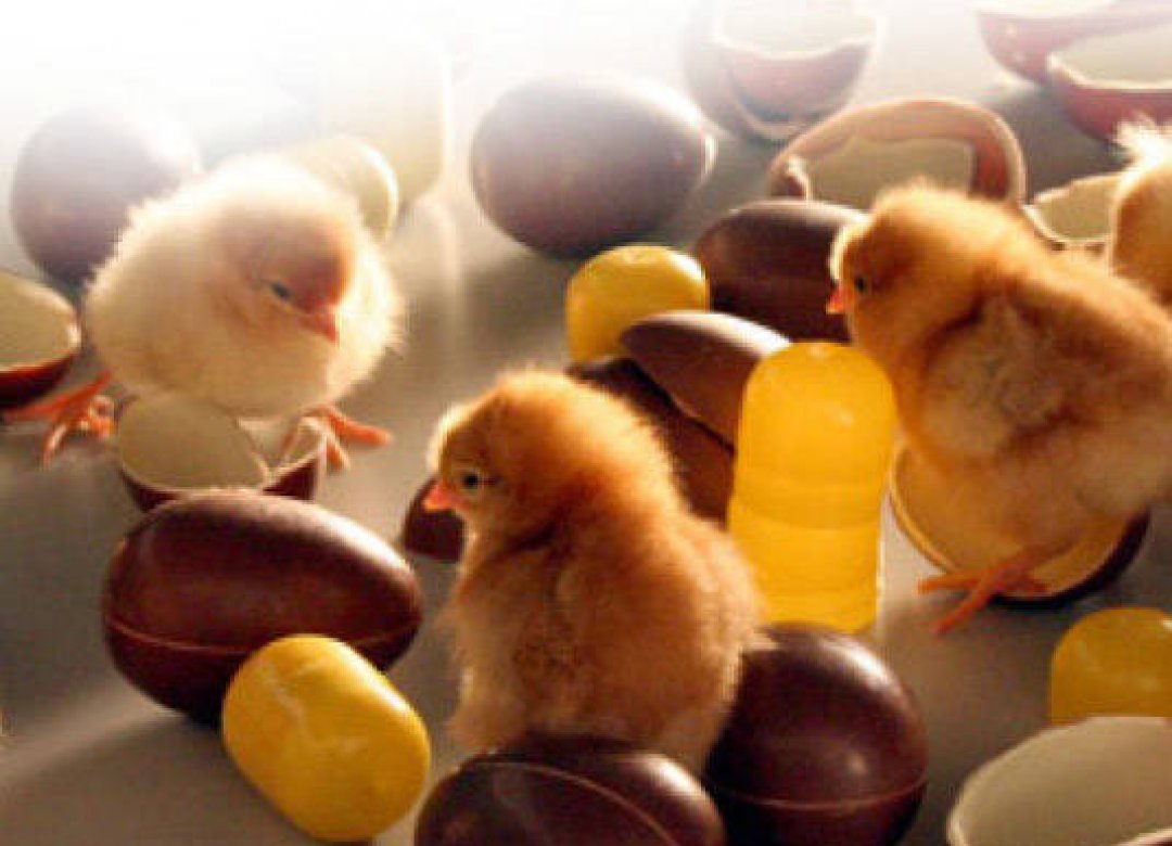 Food Design