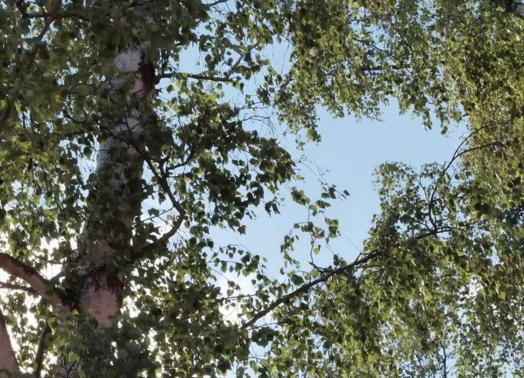 Betula Pendula