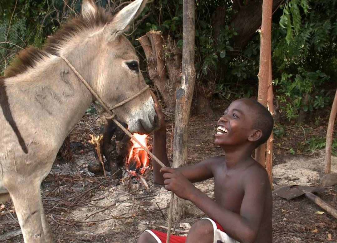 Donkey Island