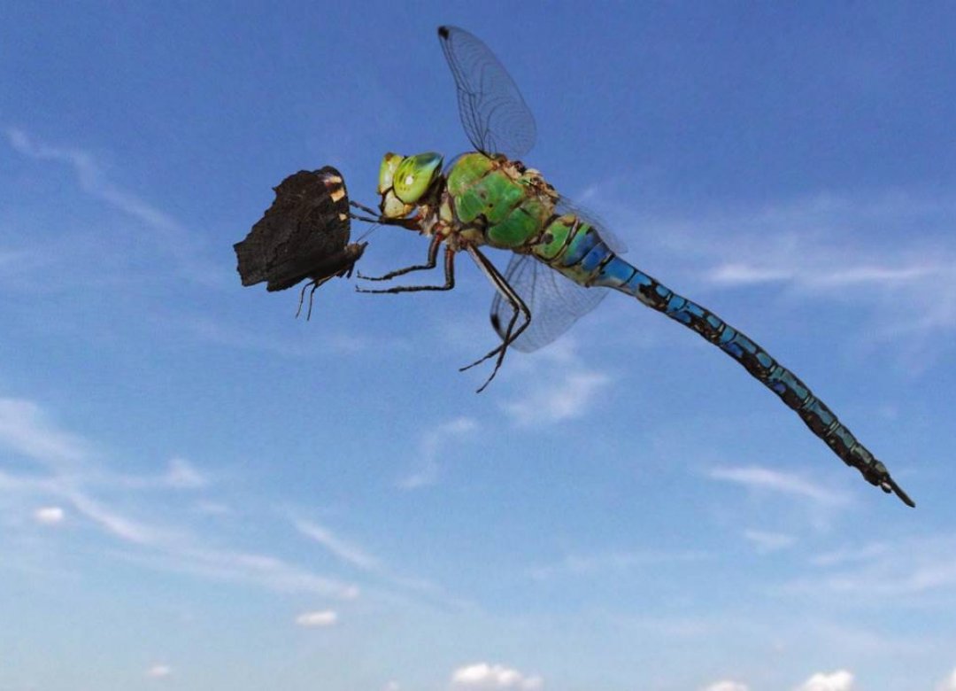 Sky Hunters - The World Of the Dragonfly