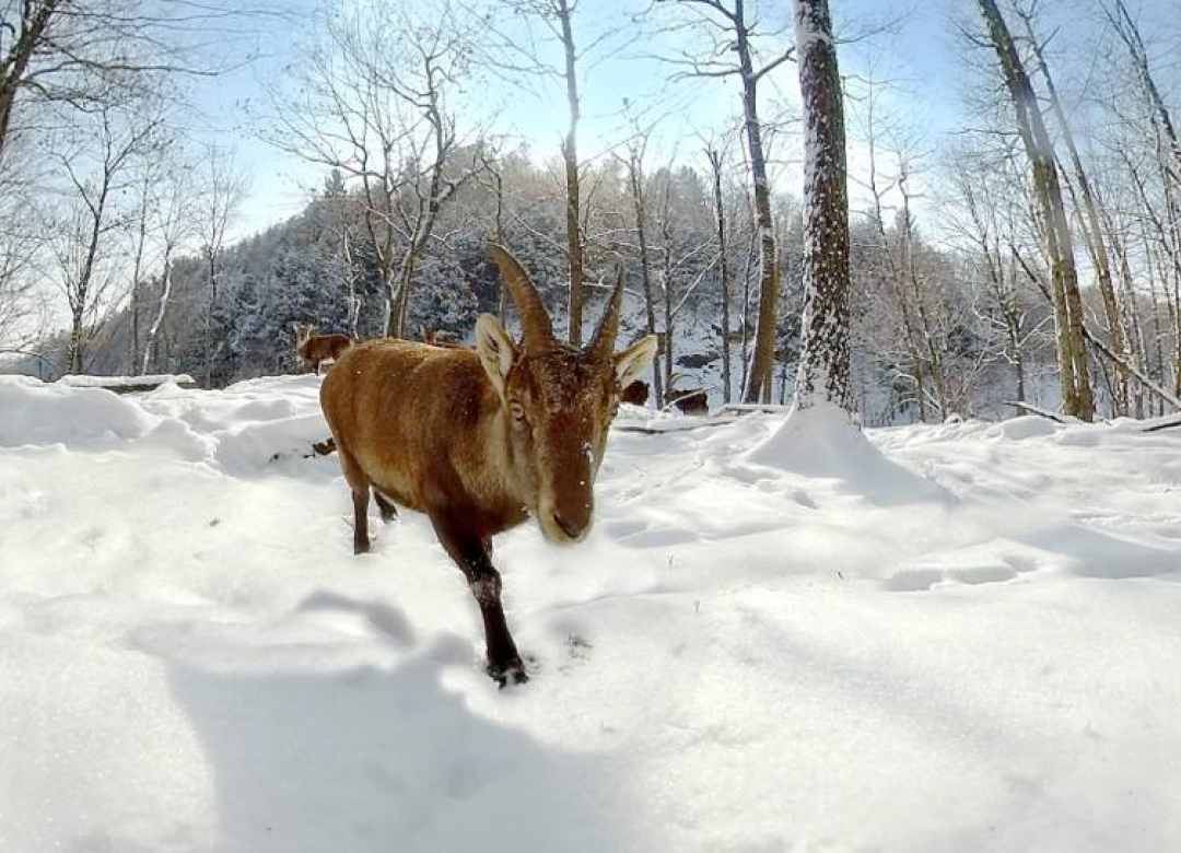 Wildlife in Europe