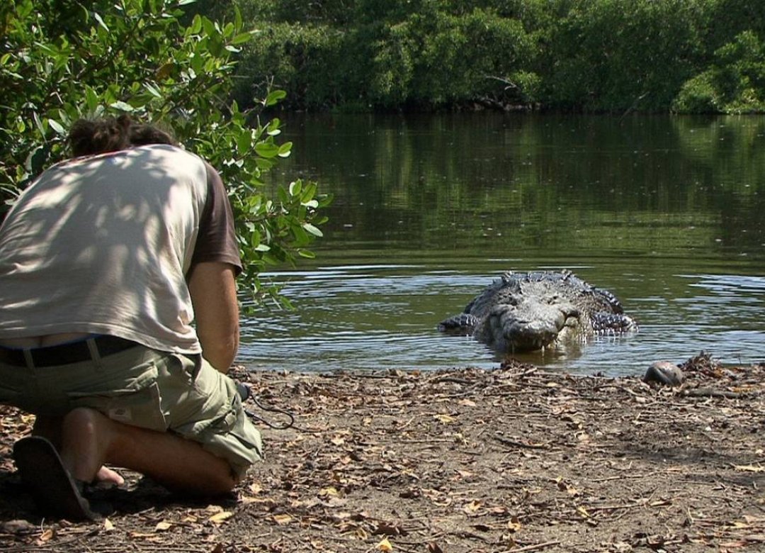 The Touch of the Blue Crocodile