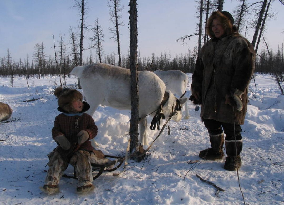The White Reindeer
