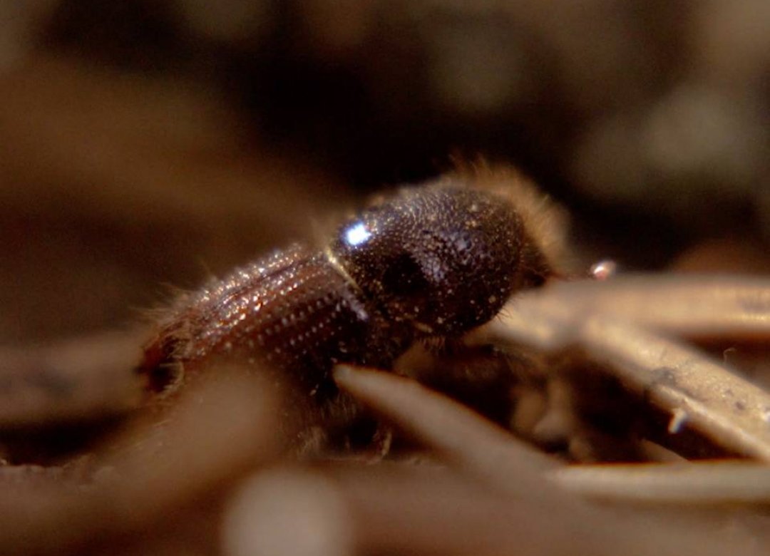 The Bark Beetle of Šumava