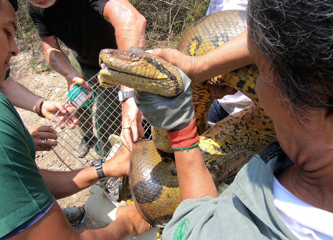 Anaconda – The End of the Myth?