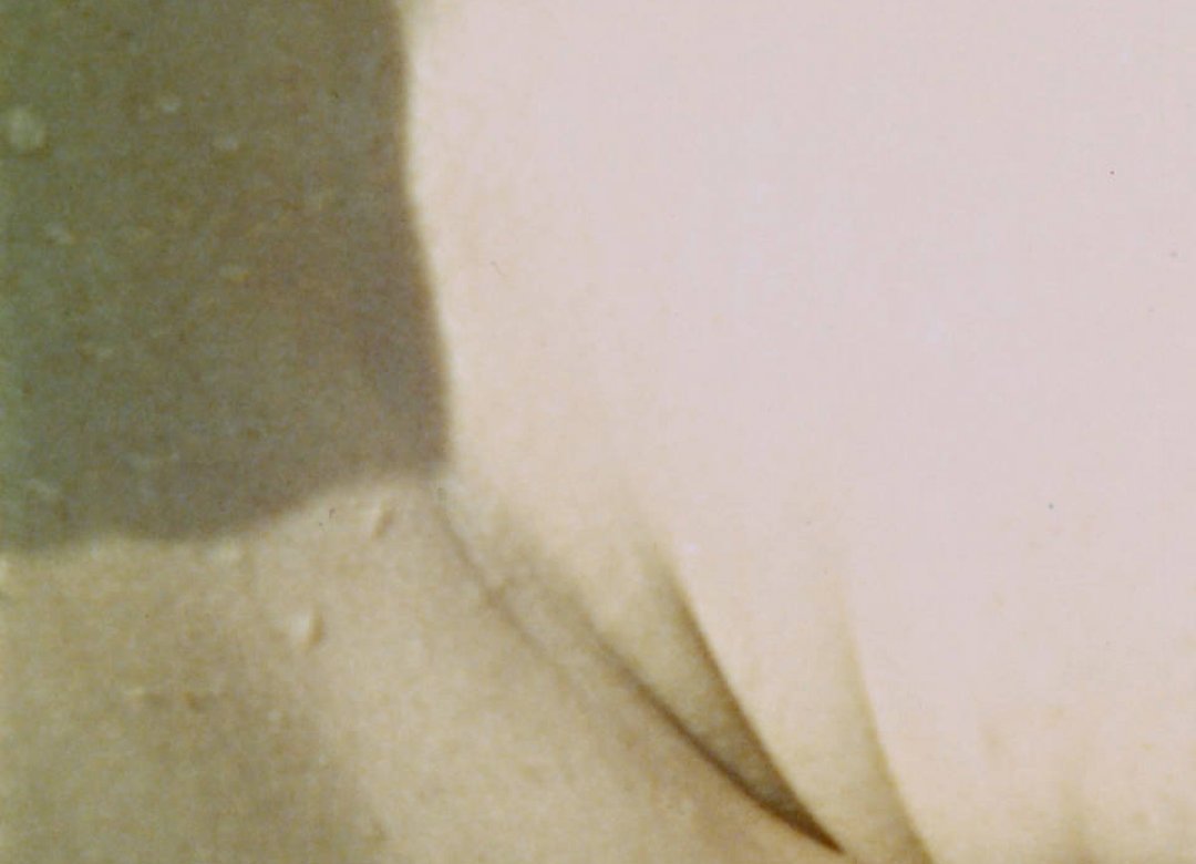Lucina Annulata
