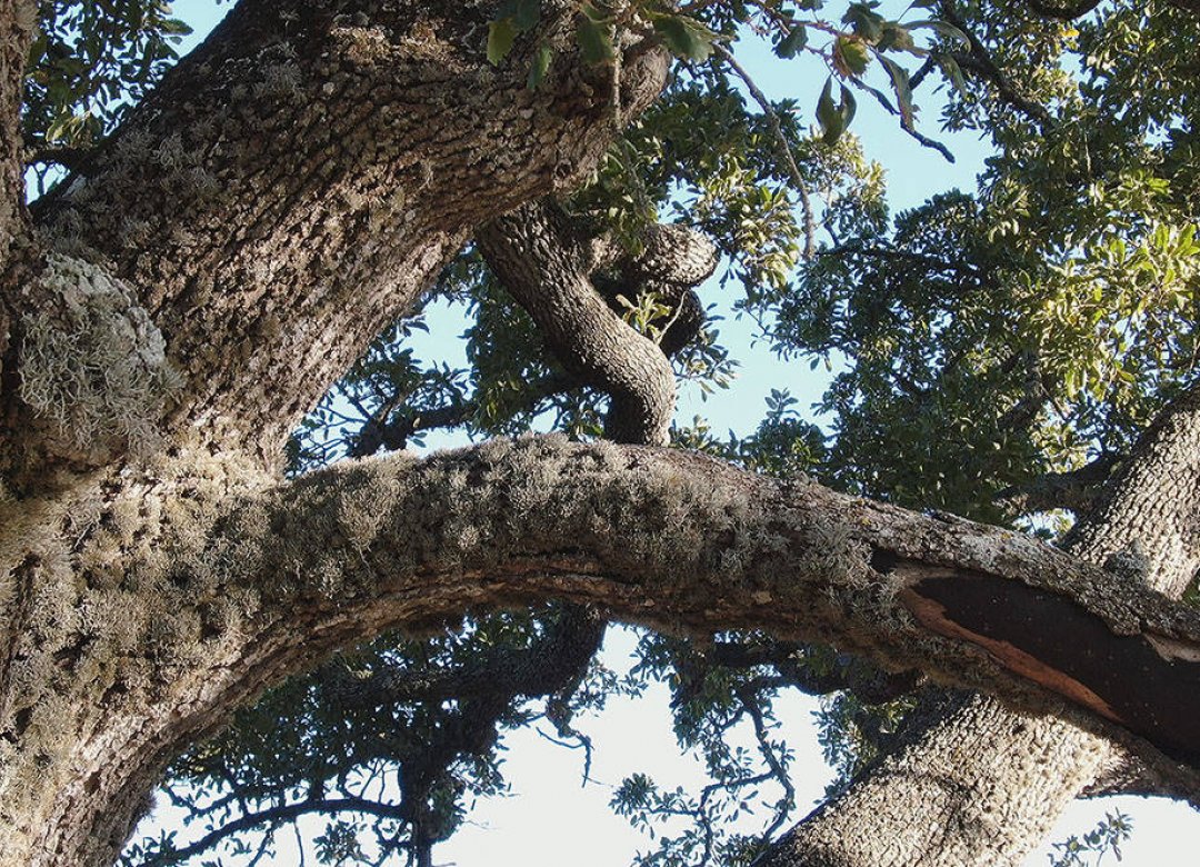 History of a Tree