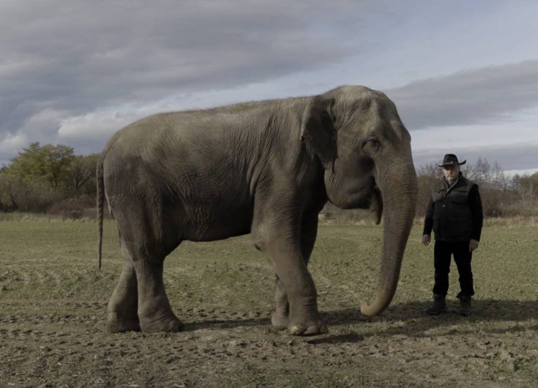 I had a Dream about an Elephant