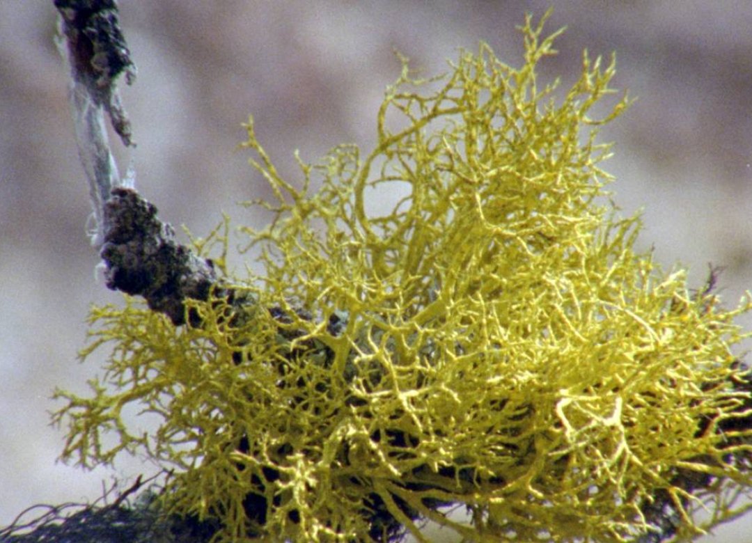 Lichens Are The Way