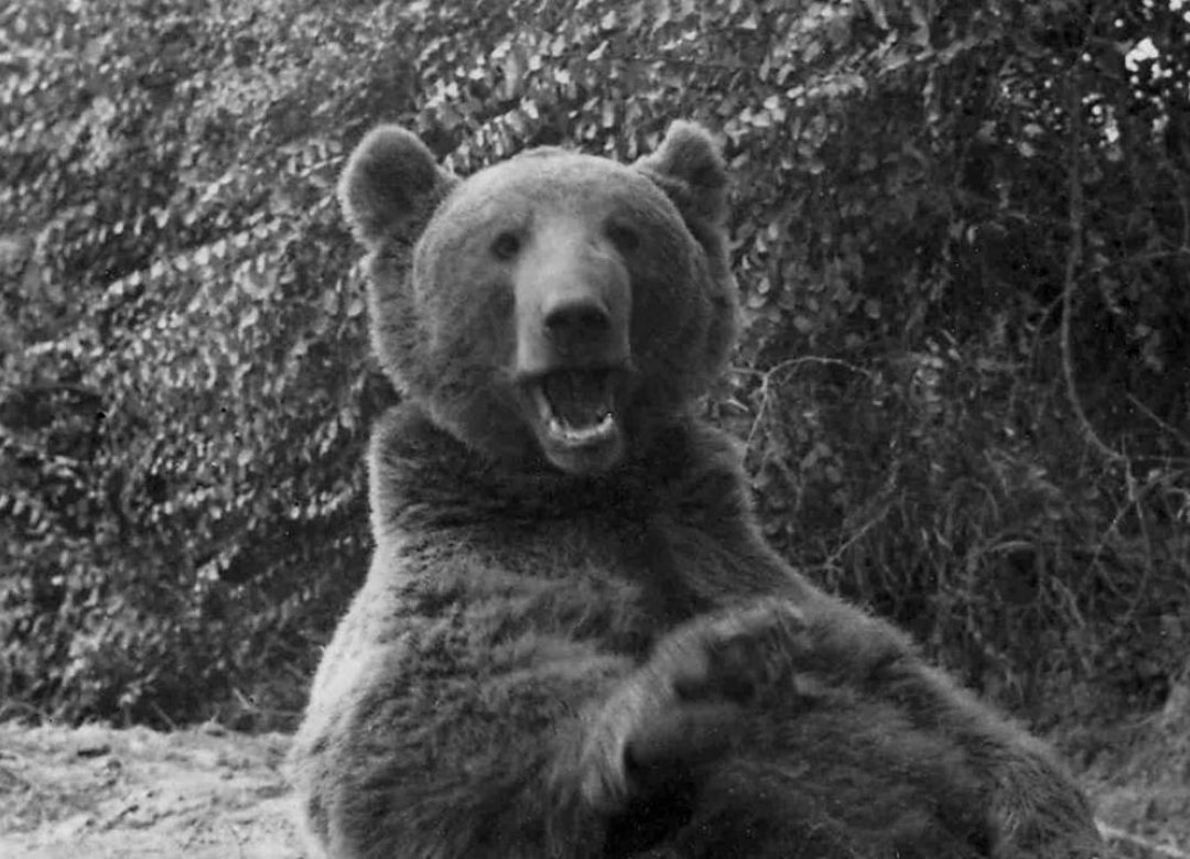 Wojtek - the Bear that Went to War