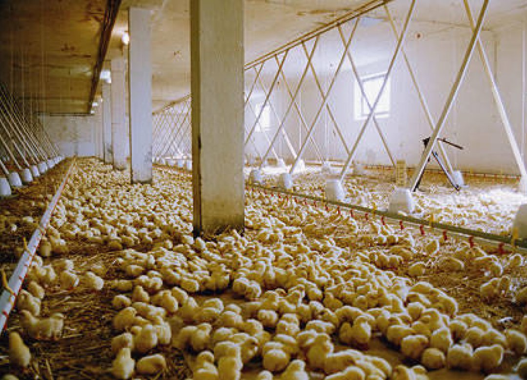 We Feed The World