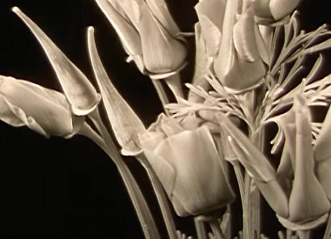 Blooming Flowers and Plant Movements