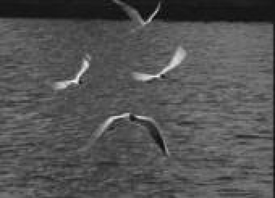 The Caique's Flight Against the Wind