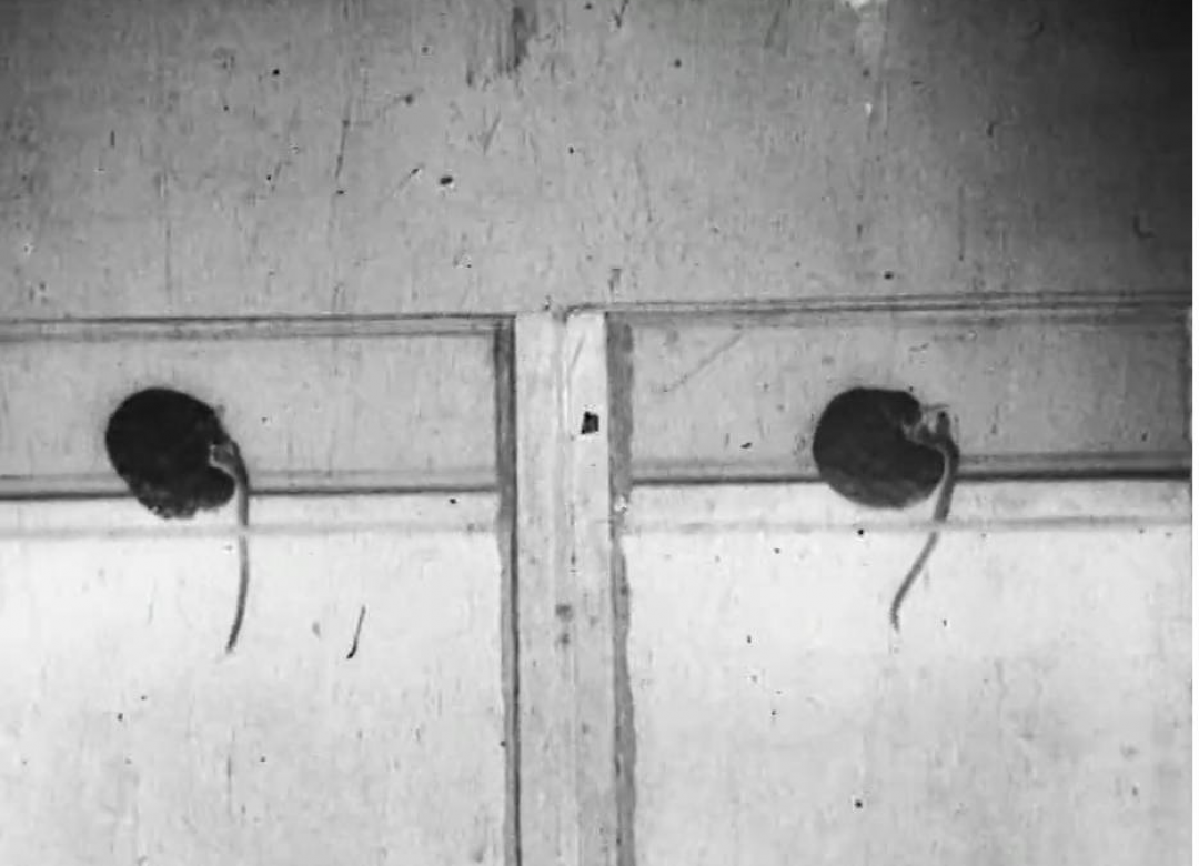 Film Studies of Impatiens, Vetch, Tulip, Mimosa, and Desmodium