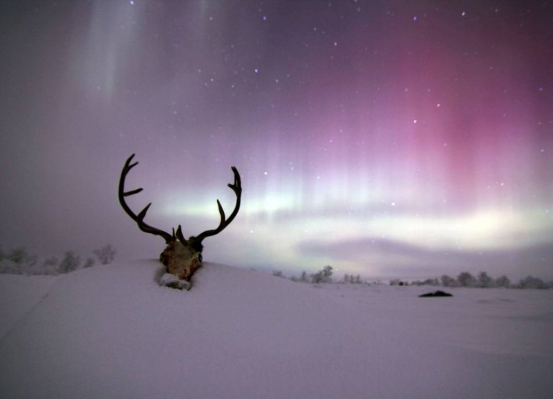 To Kill a Reindeer
