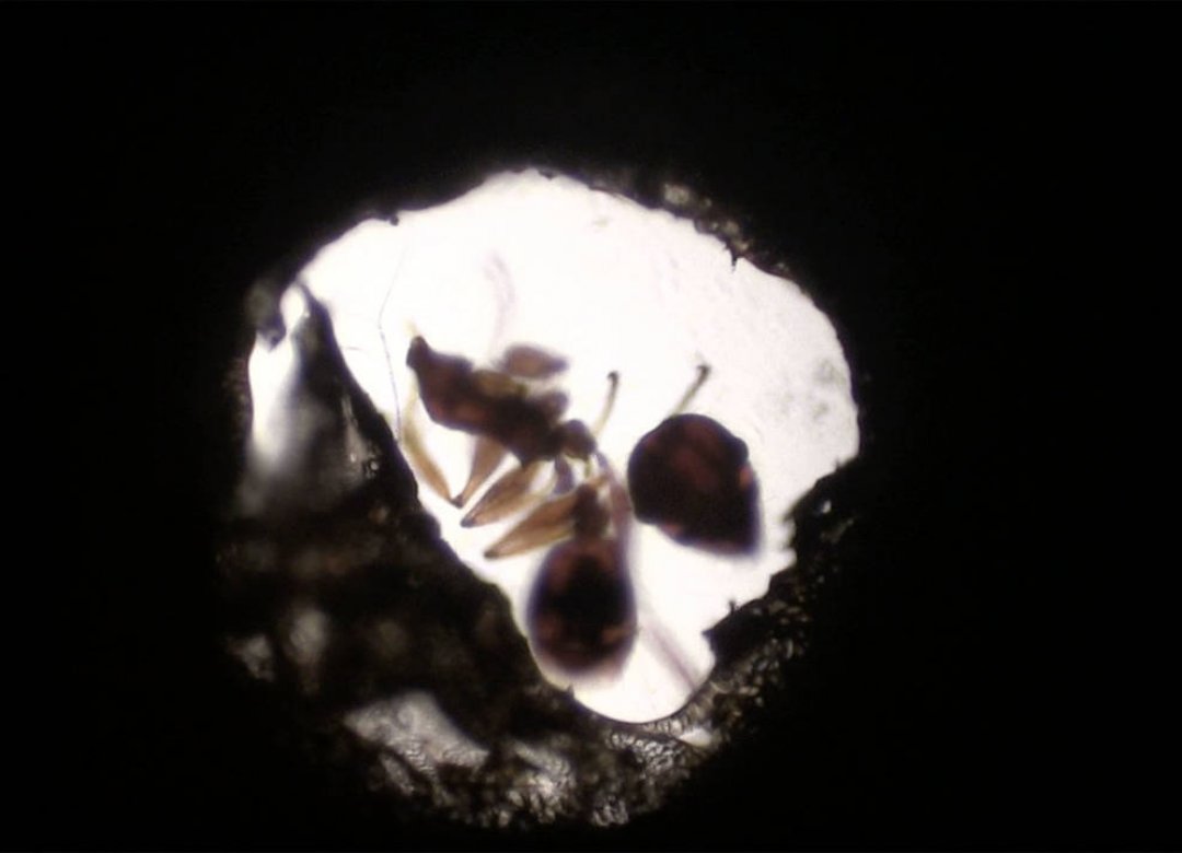 ANTFILM