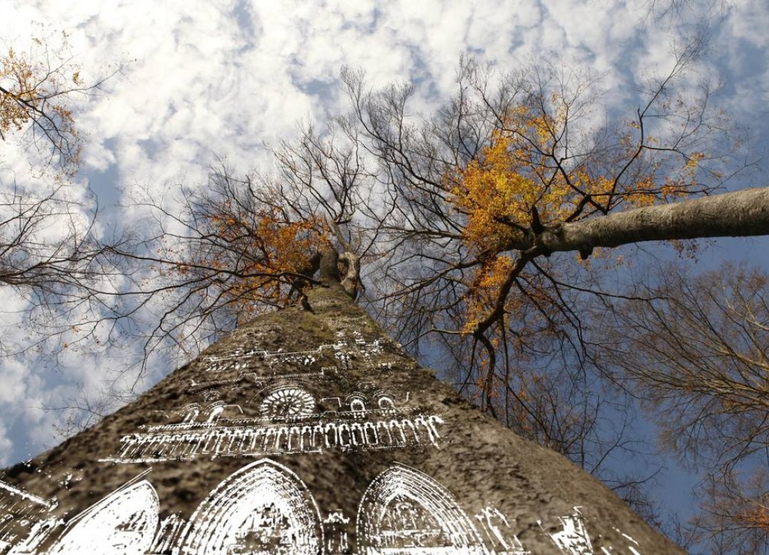 Forest Cathedrals