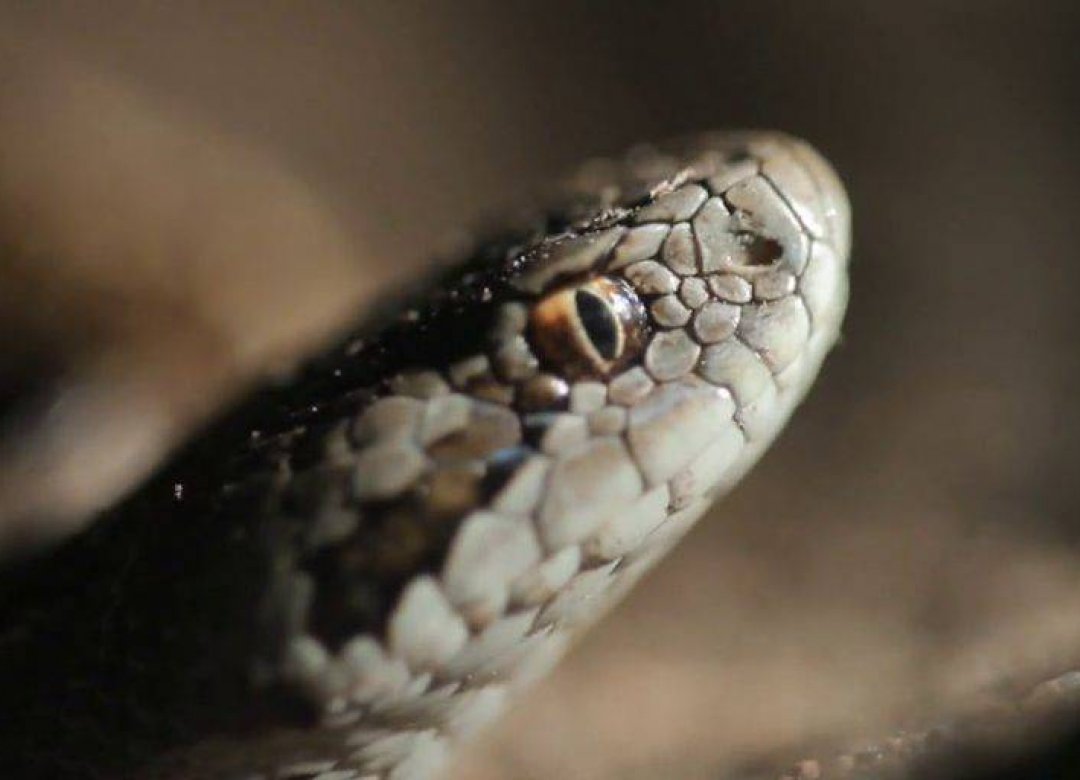 Vipera Life - A Serpent's Tale