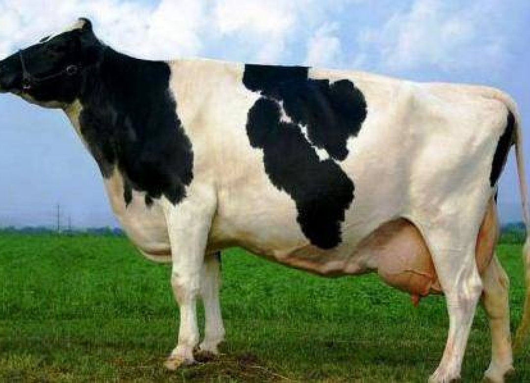 Holy Cow