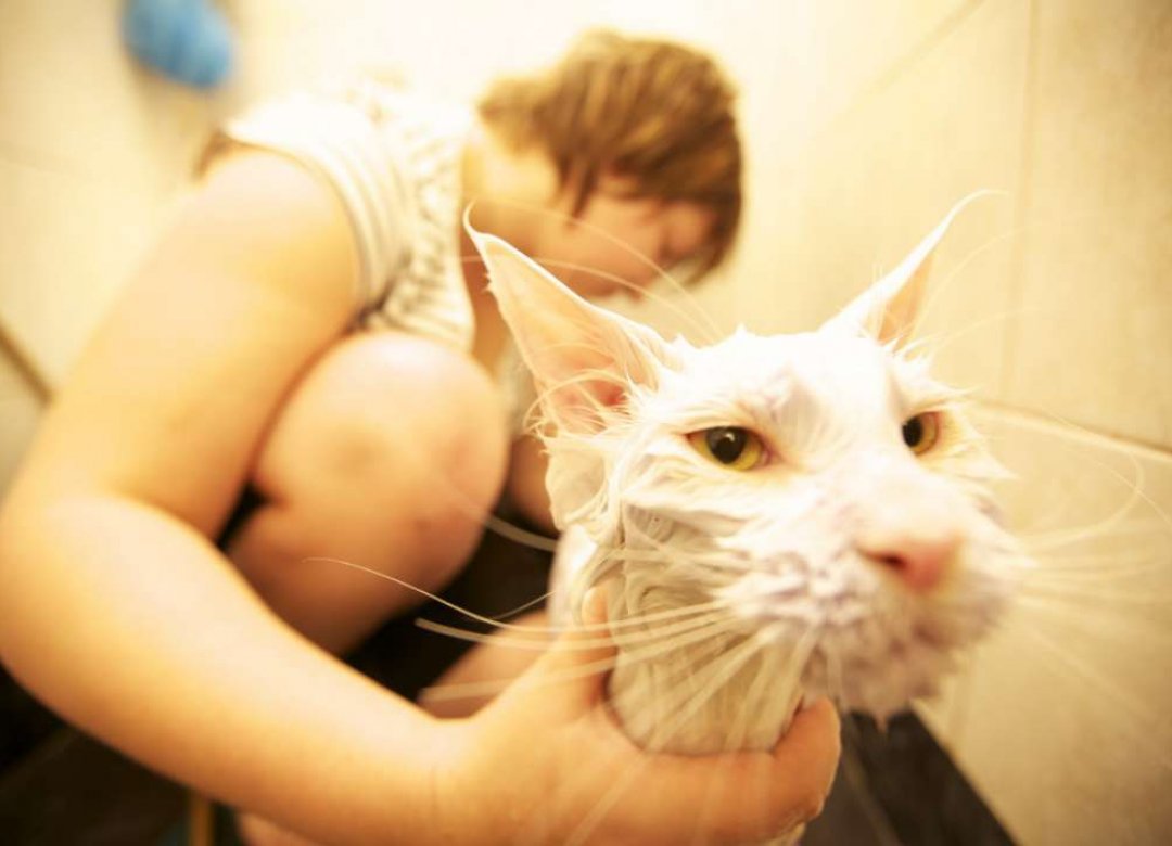 Cats in Riga