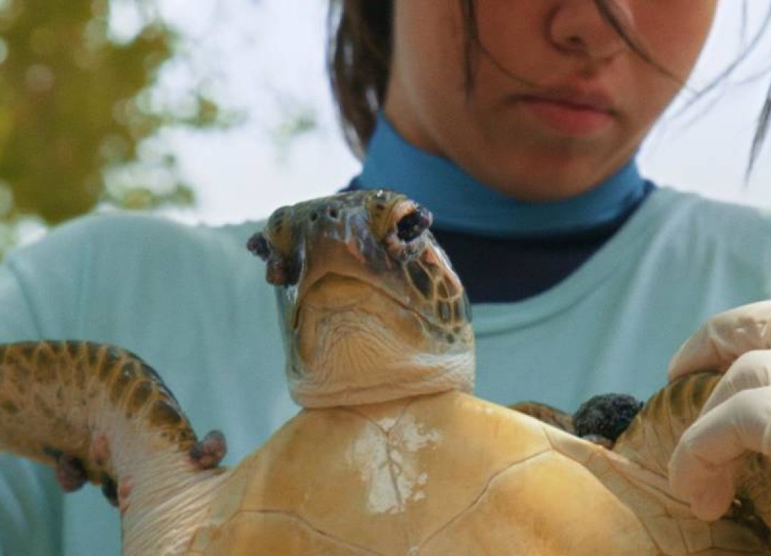 Julieta & the Turtles in the Plastic Soup