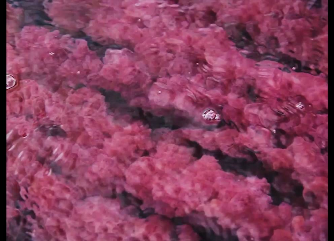 The River Escapes